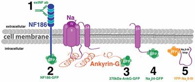 Evaluating Tools for Live Imaging of Structural Plasticity at the Axon Initial Segment